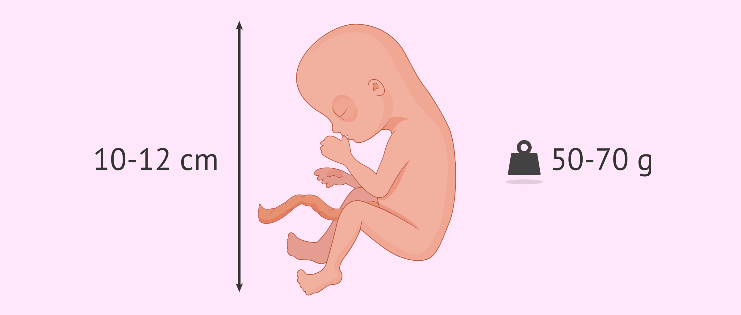 Fetal development at 15 weeks