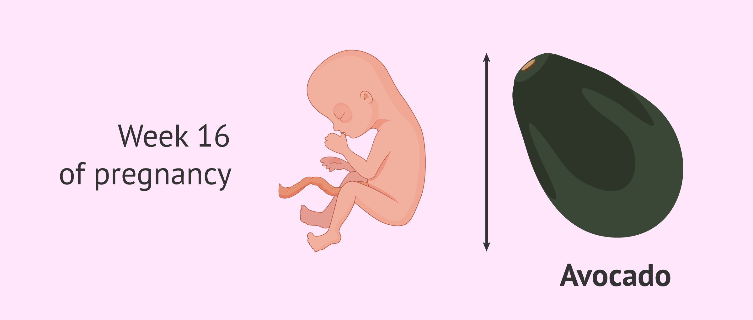 Fetus in the 16th week of pregnancy