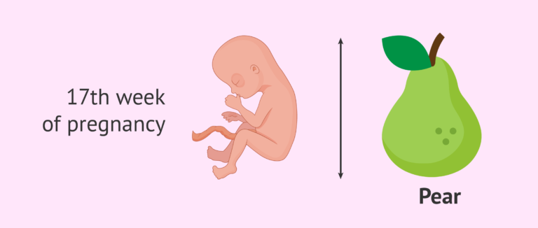Week 17 Week 17 of pregnancy: What changes in the woman and the fetus?