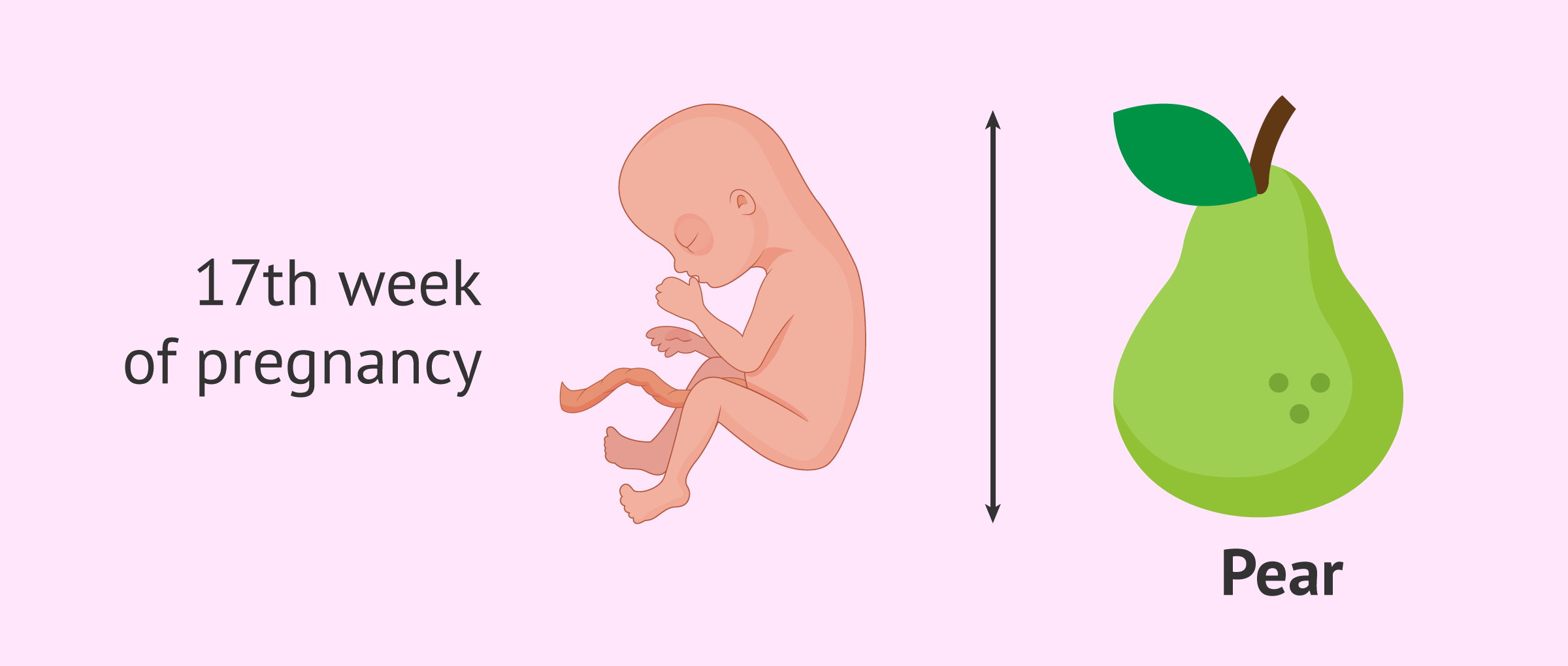 Fetus in the 17th week of pregnancy