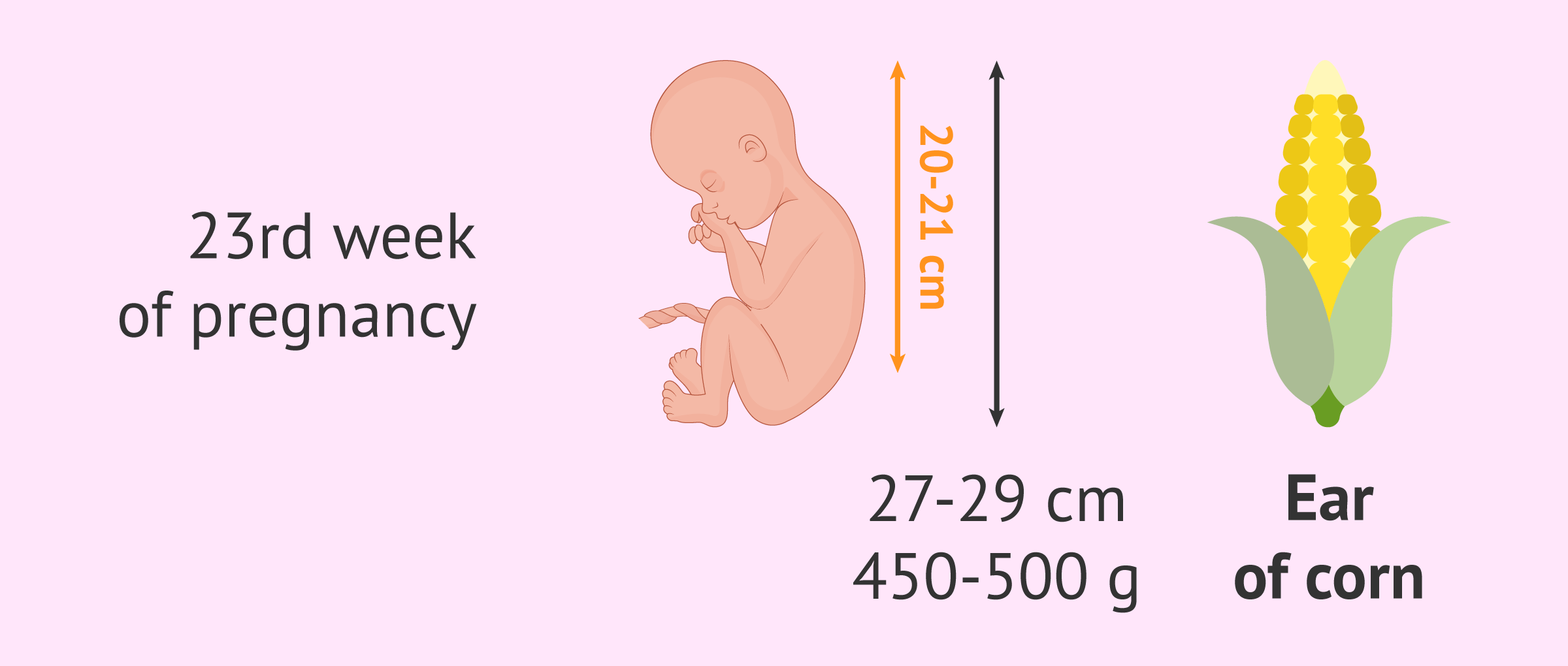 Measurement of the foetus in the 23rd week of pregnancy