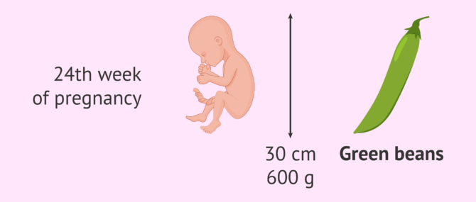 Imagen: Size of the foetus week 24