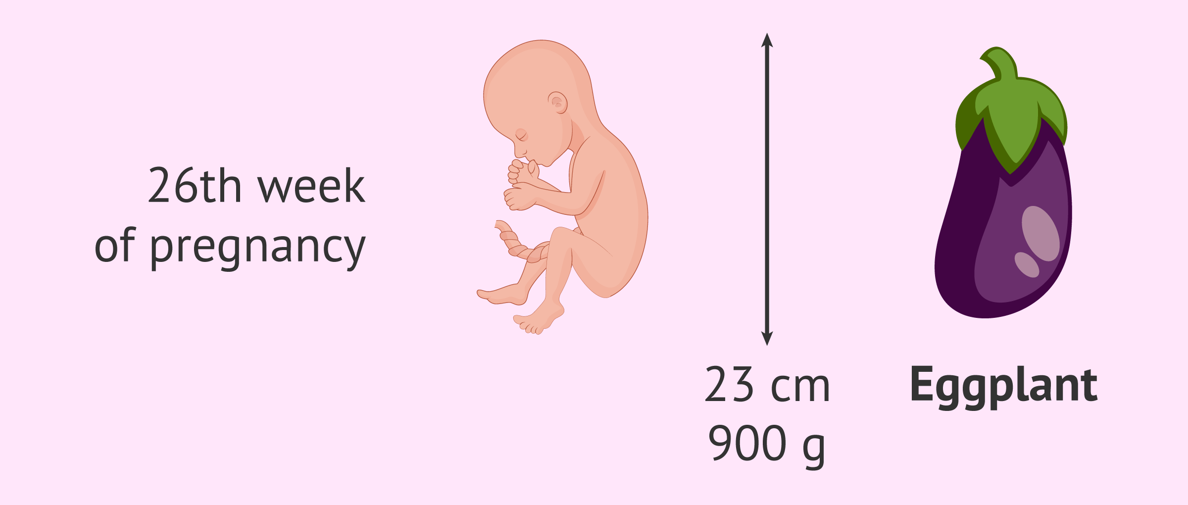 What happens in the 26th week of pregnancy in the baby and the mother?