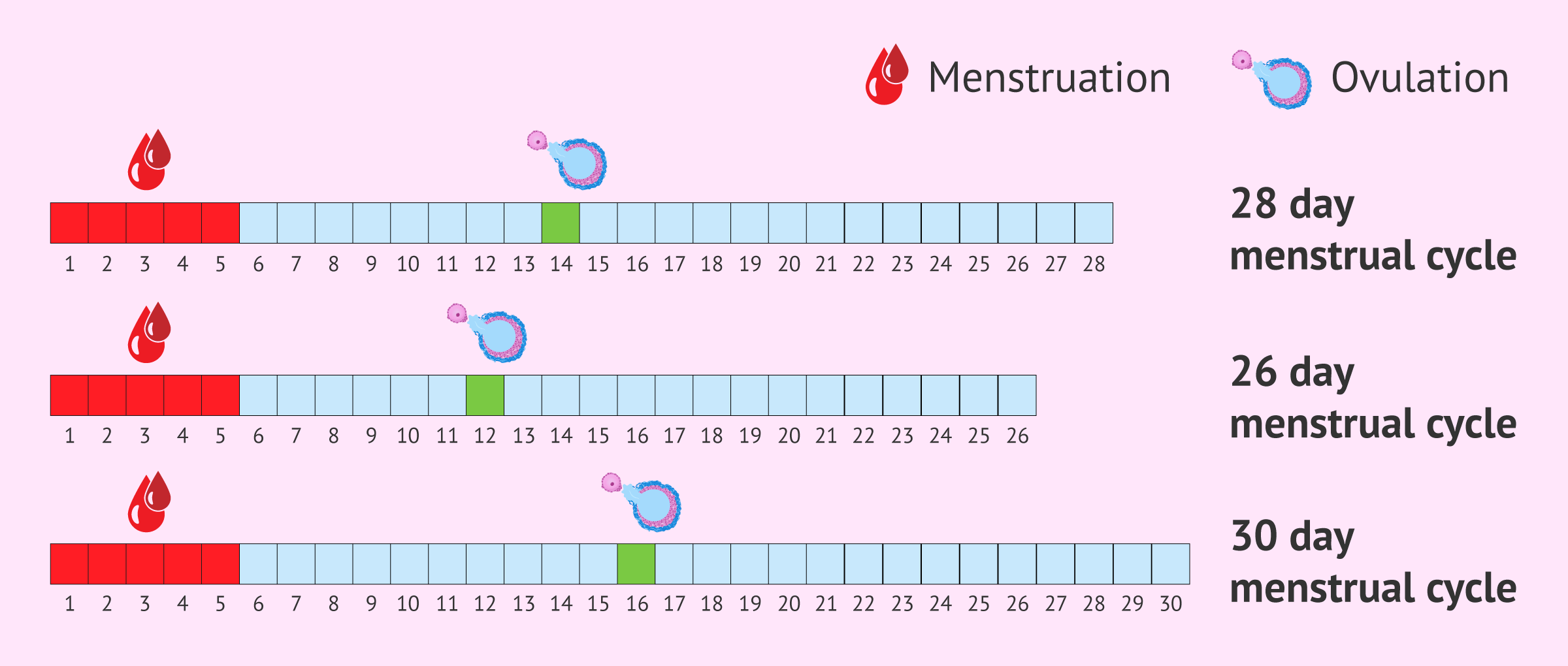 The fertile period is five days per month, culminating on the day