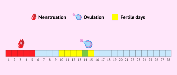 Find your most fertile period with an ovulation test