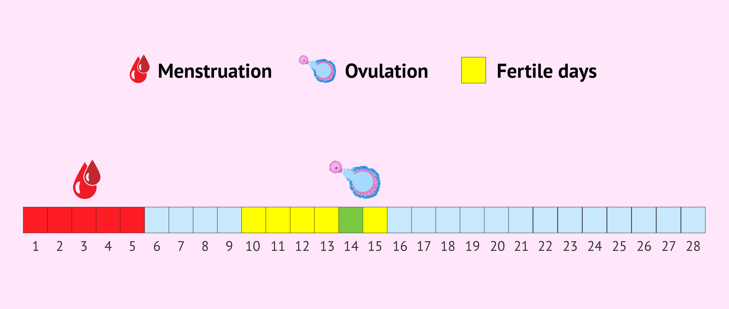 When are a woman´s fertile days?