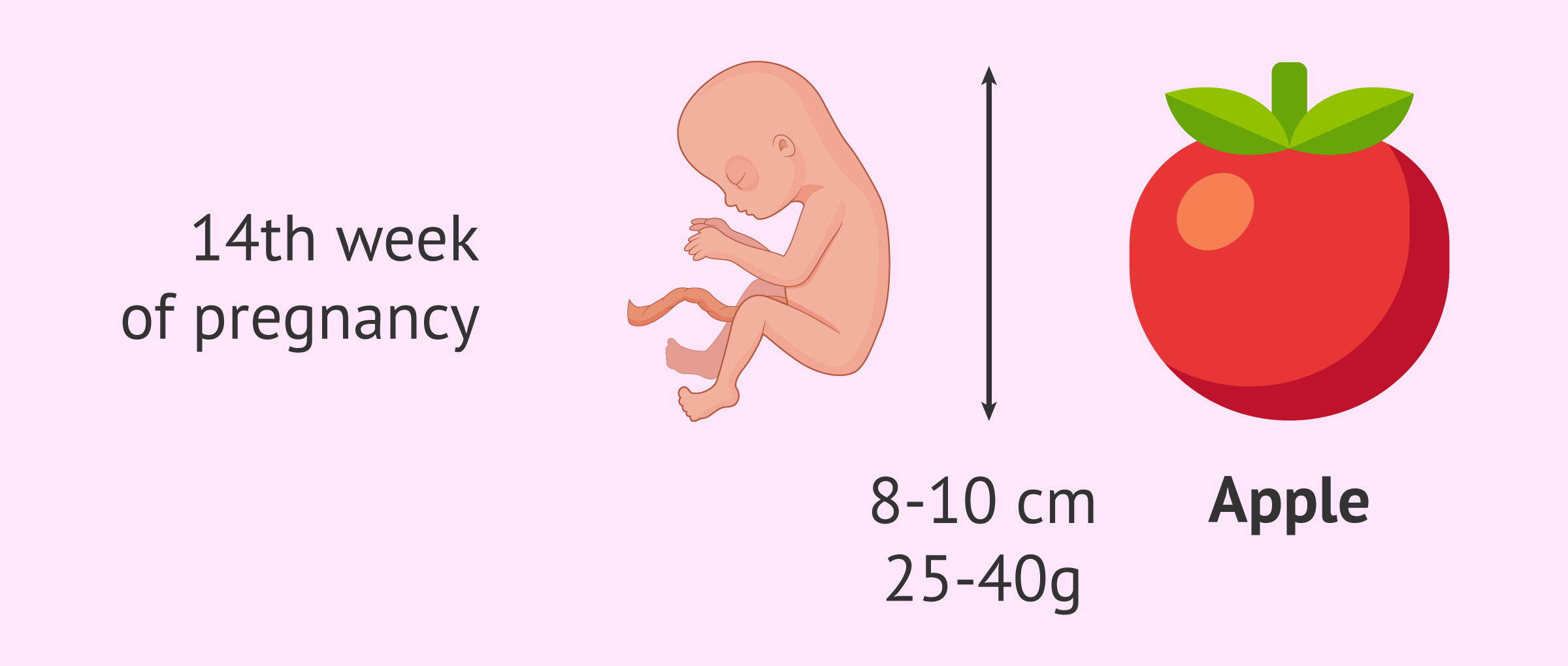 Fetal development at week 14