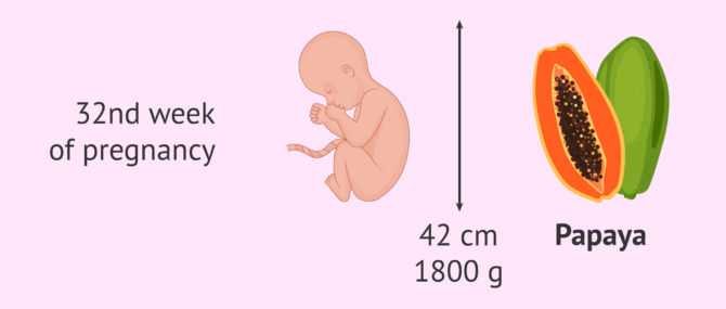 What does the baby look like in the 32nd week of pregnancy? What are ...