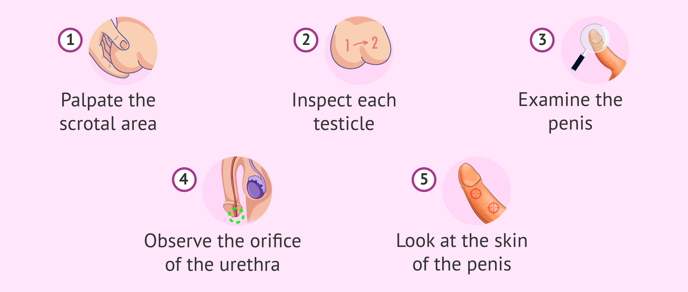 Imagen: Process for testicular self-exploration