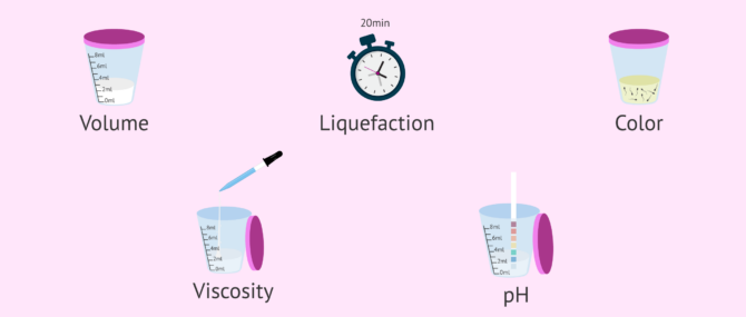 Sperm Test Results Explained – Interpretation & Normal Values