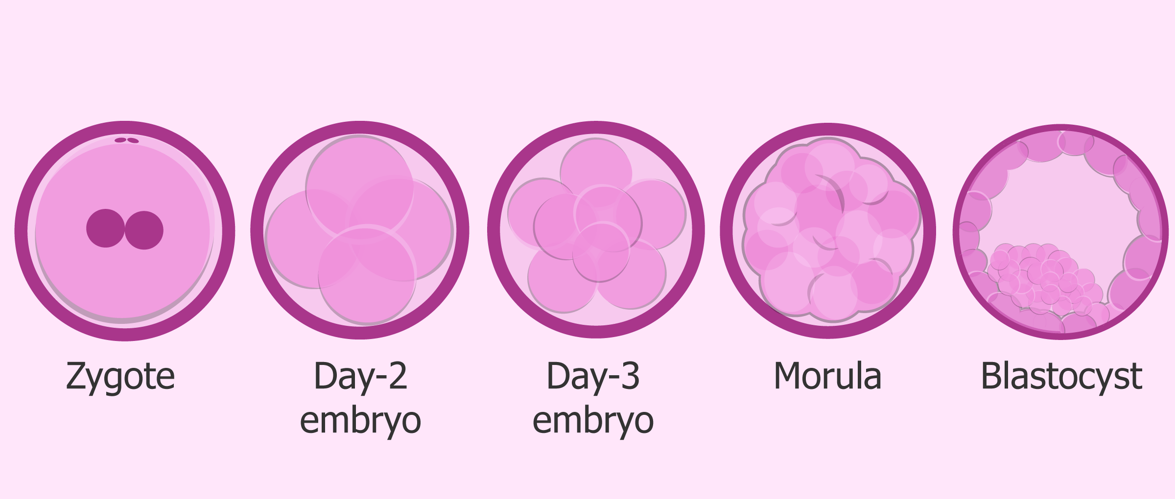 Embryo development from zygote to blastocyst