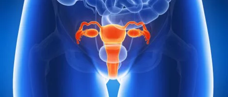 Female anatomy