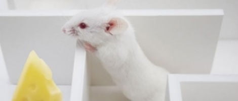 Female reproductive capacity