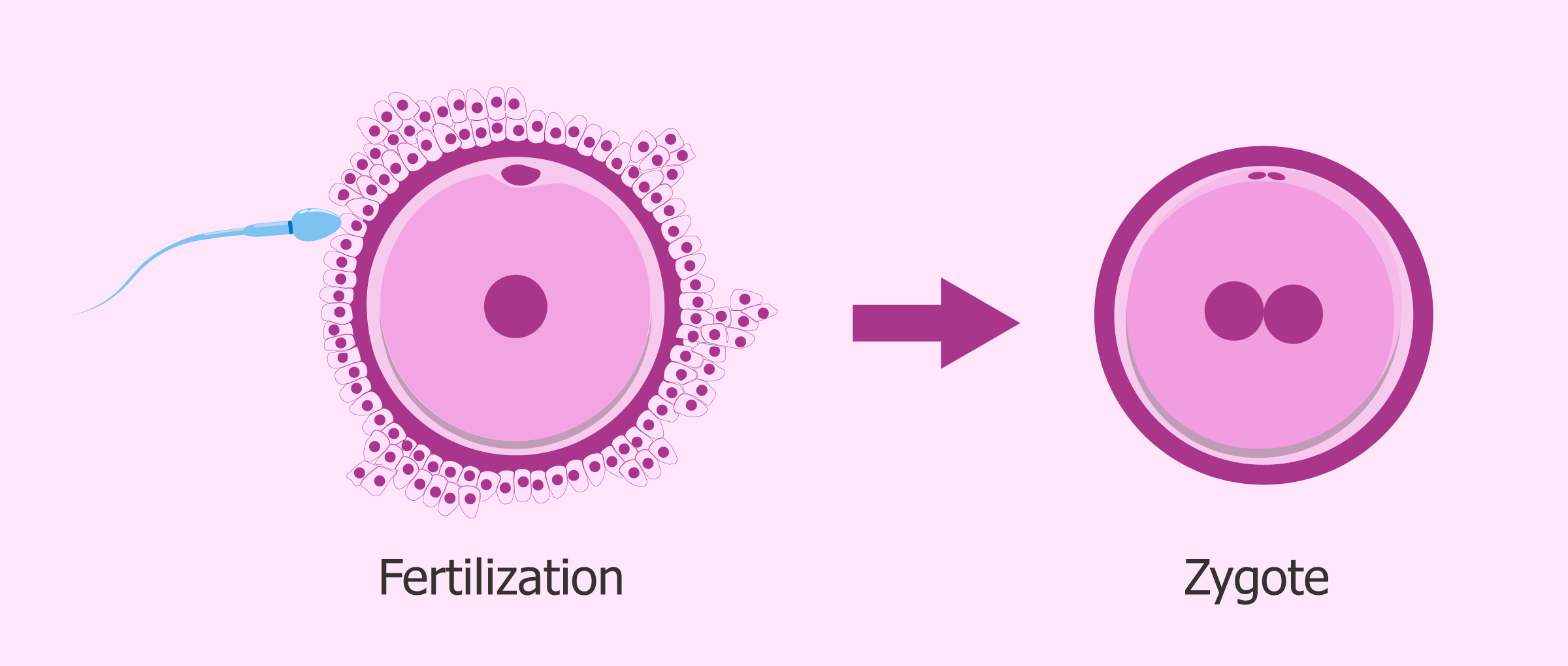 The zygote: first stage of embryo development after fertilization