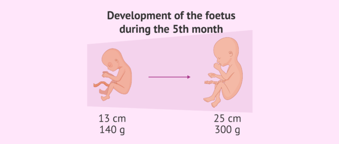 Imagen: Baby development in the fifth month of pregnancy