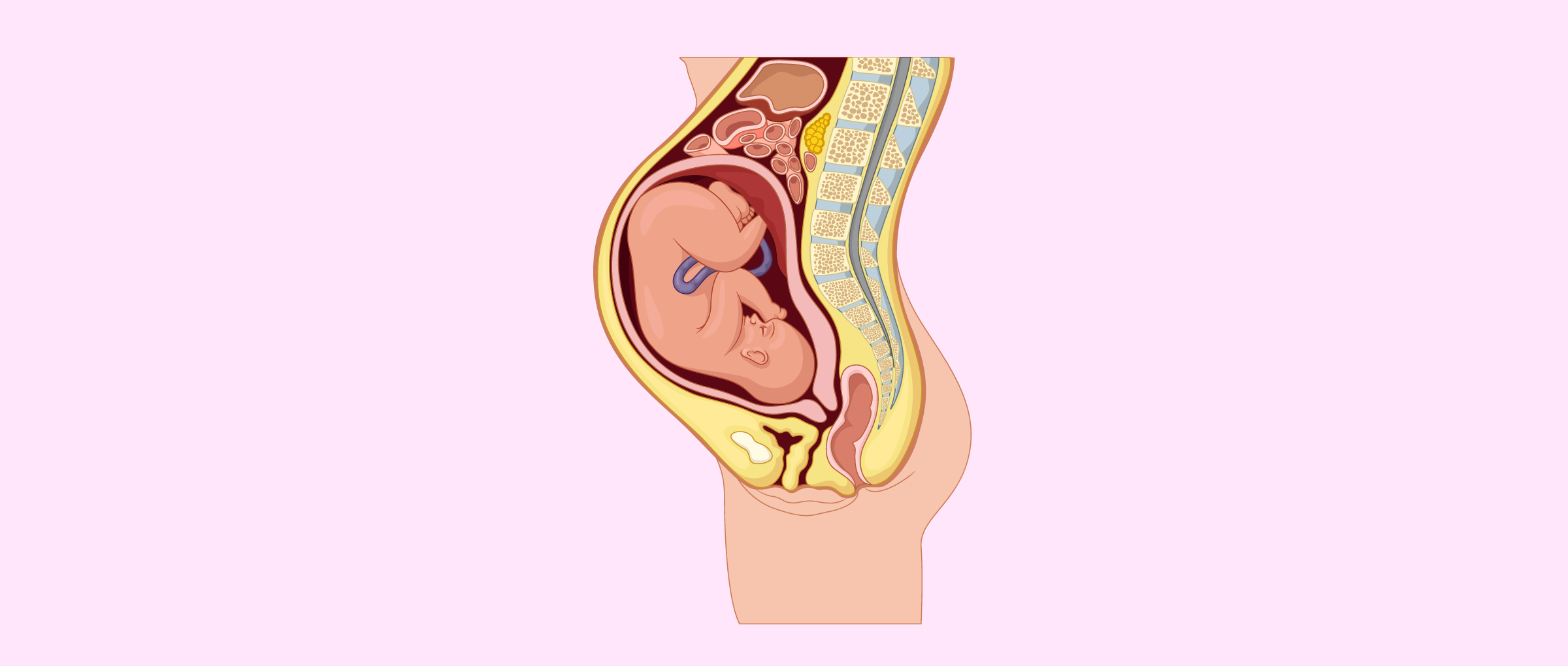 Fetal position at week 8 of pregnancy
