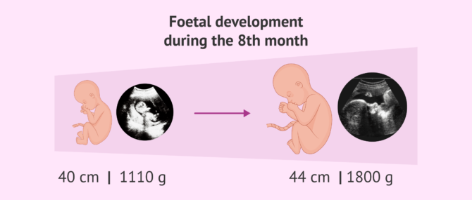 Imagen: Fetal development during month 8 of pregnancy