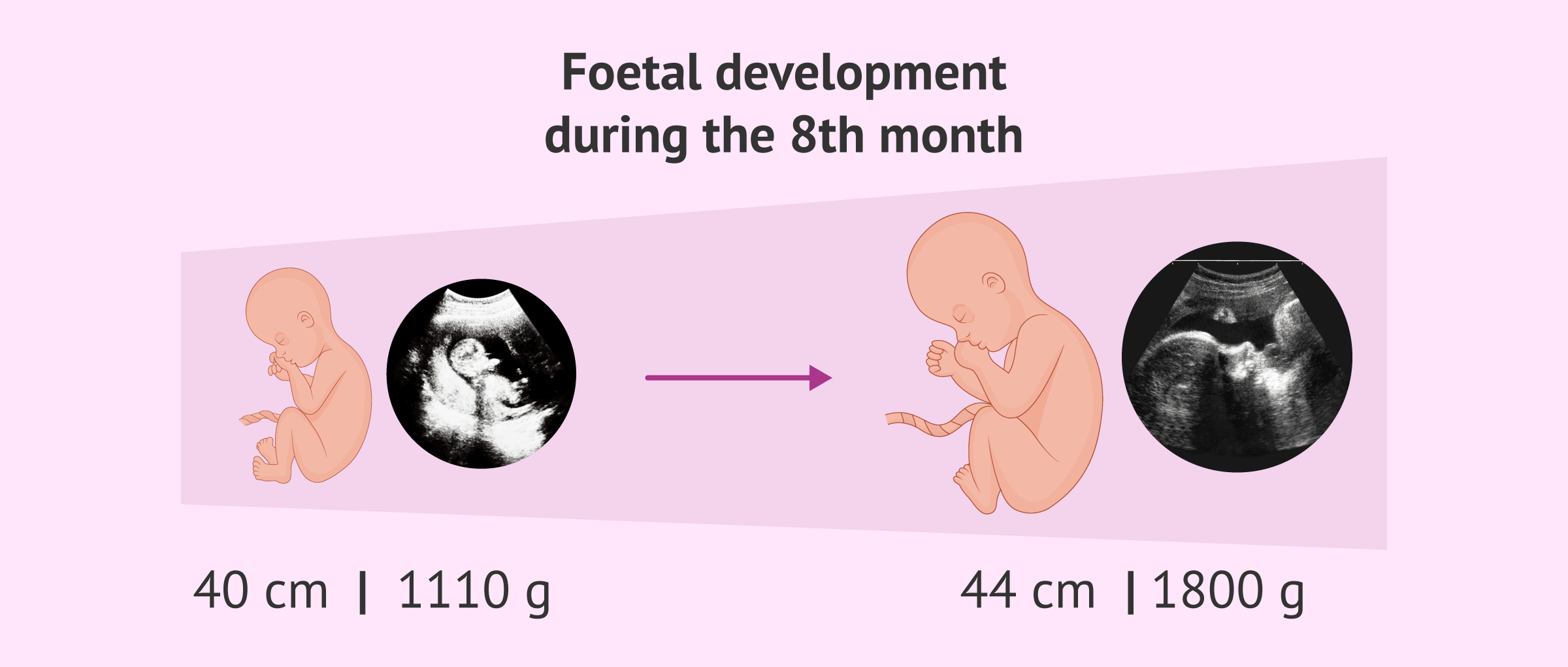 Fetal development during month 8 of pregnancy