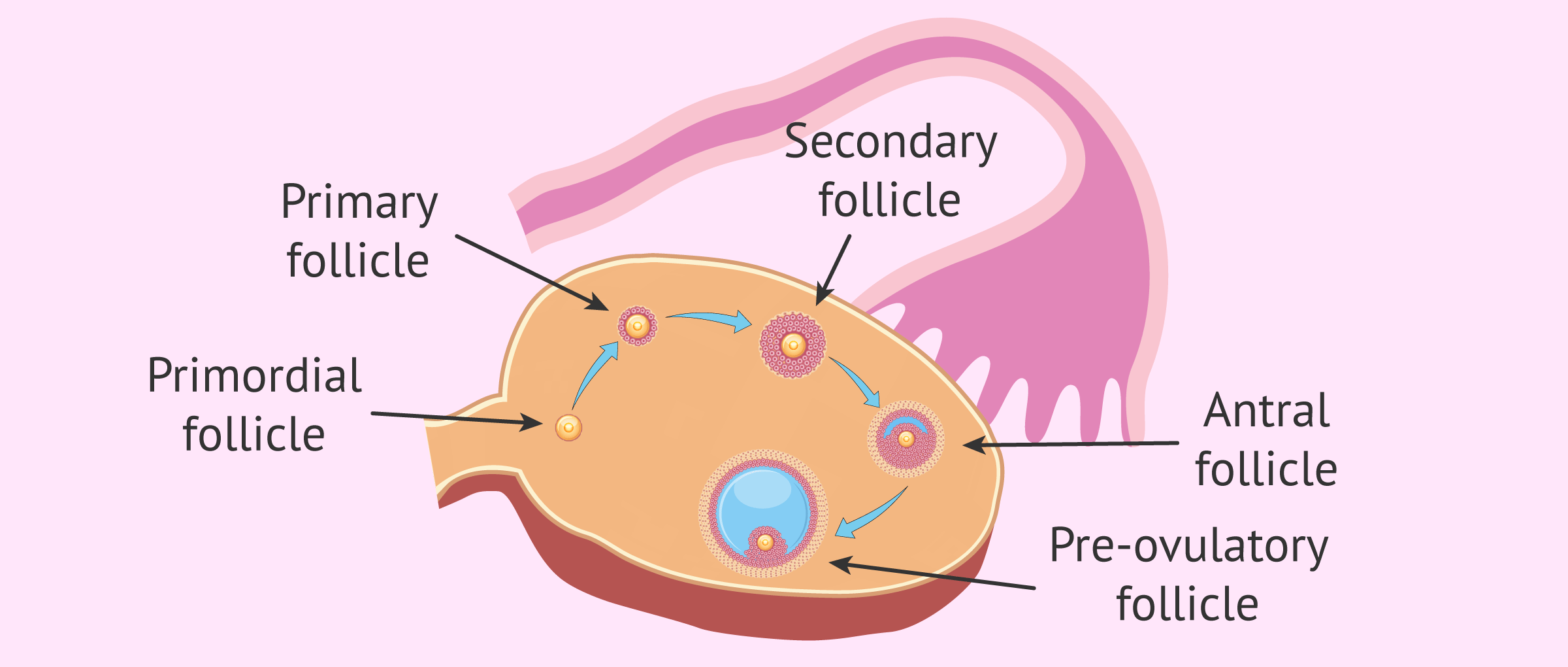 Imagen: Development of the ovarian follicles