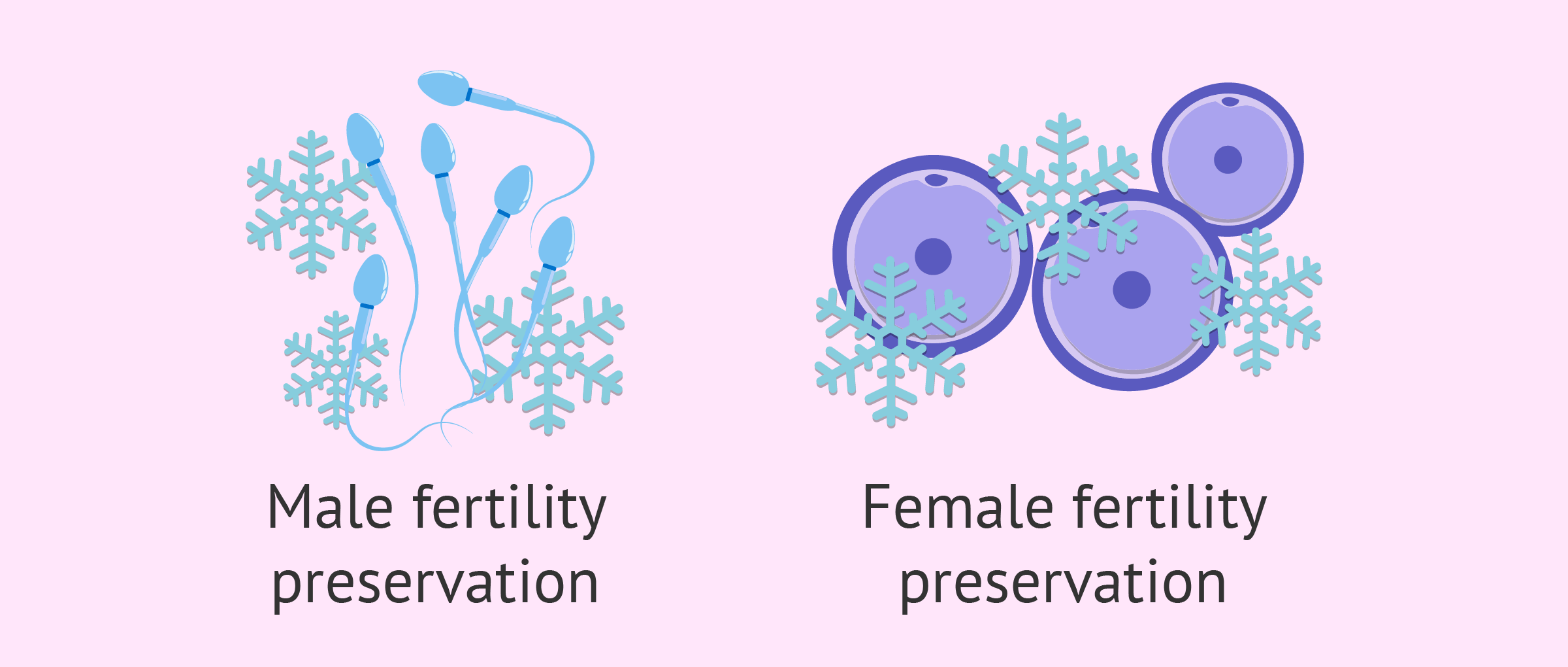 Preserving male and female fertility