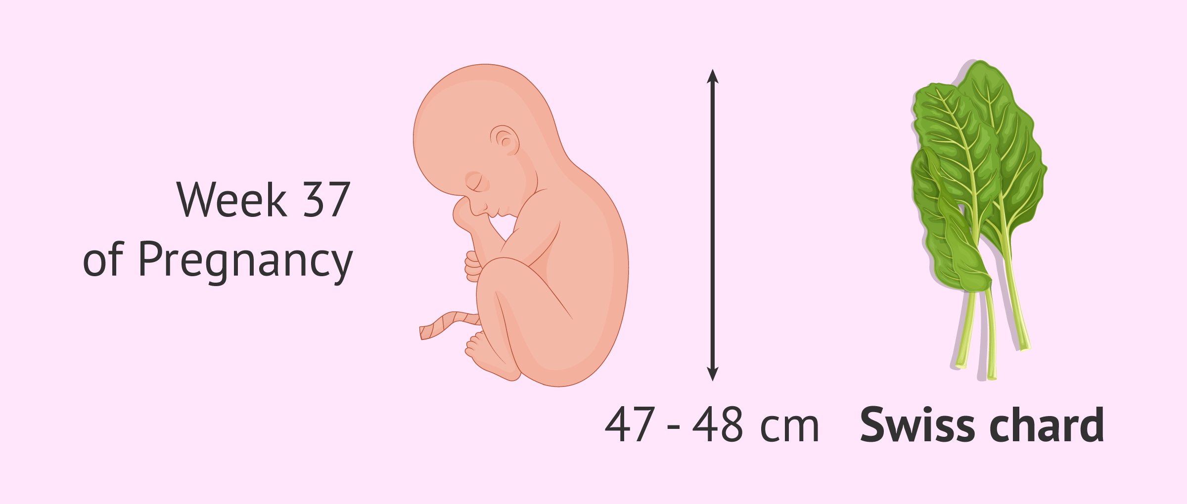 Week 37 of pregnancy: What changes are there in the baby and the mother?