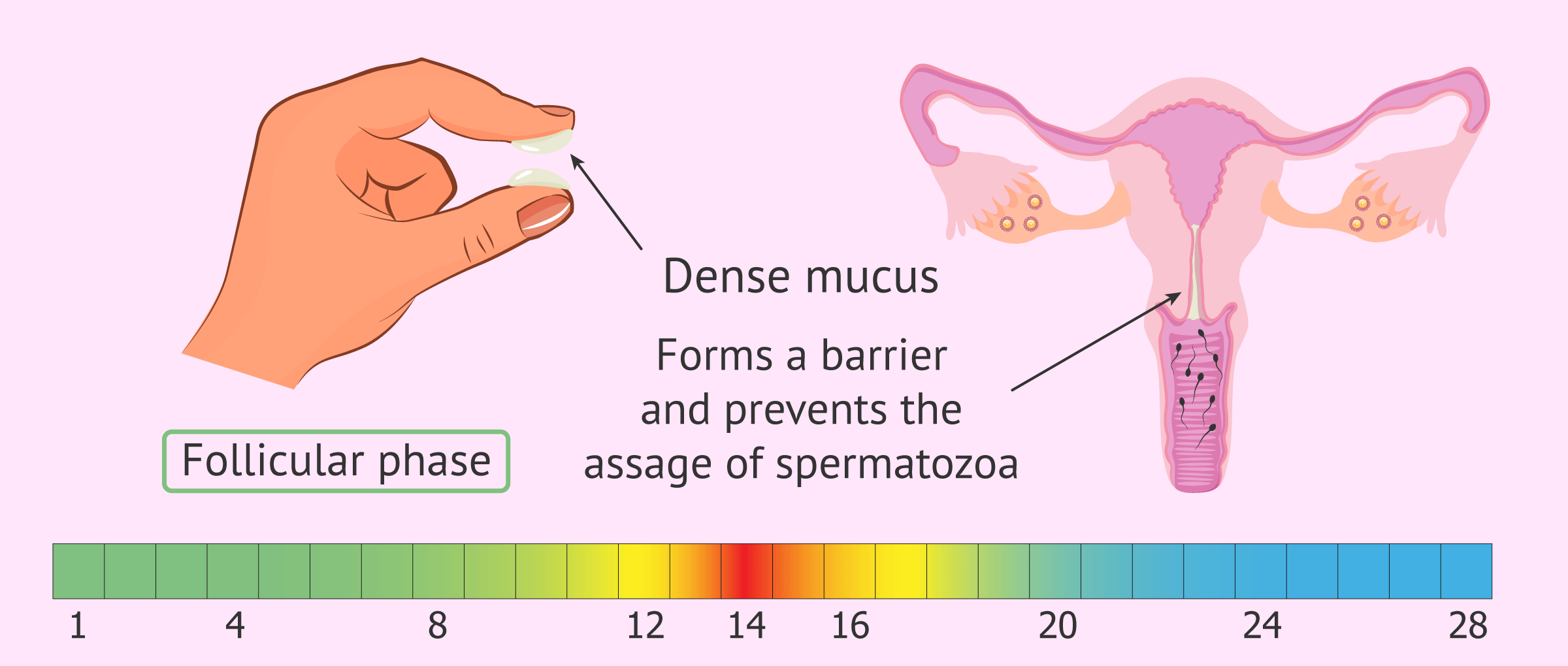 Appearance and function of cervical mucus during the follicular phase.