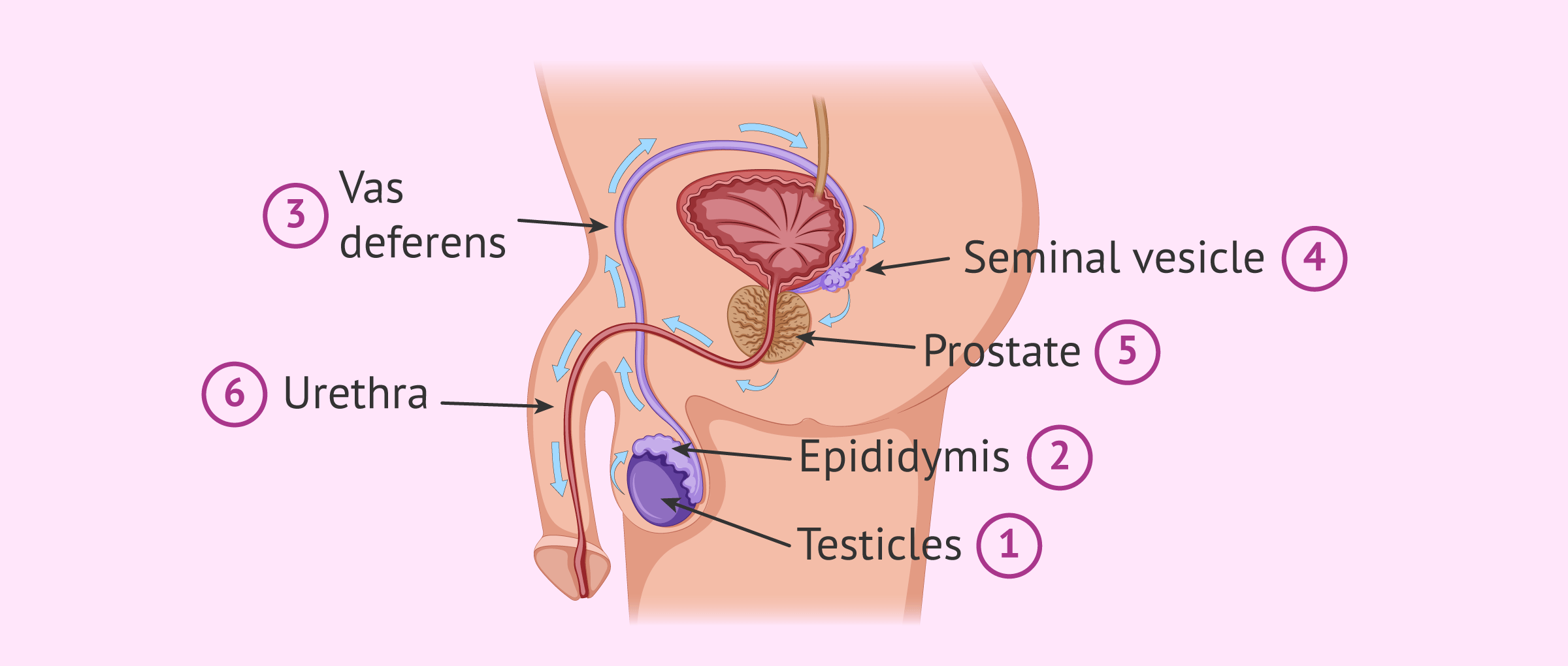 Route of the sperm from formation to expulsion