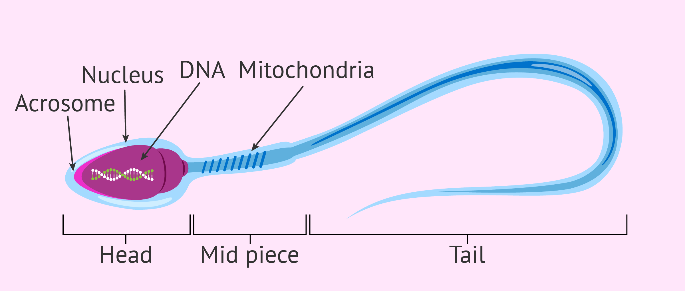 Structure Of A Mature Human Sperm Cell