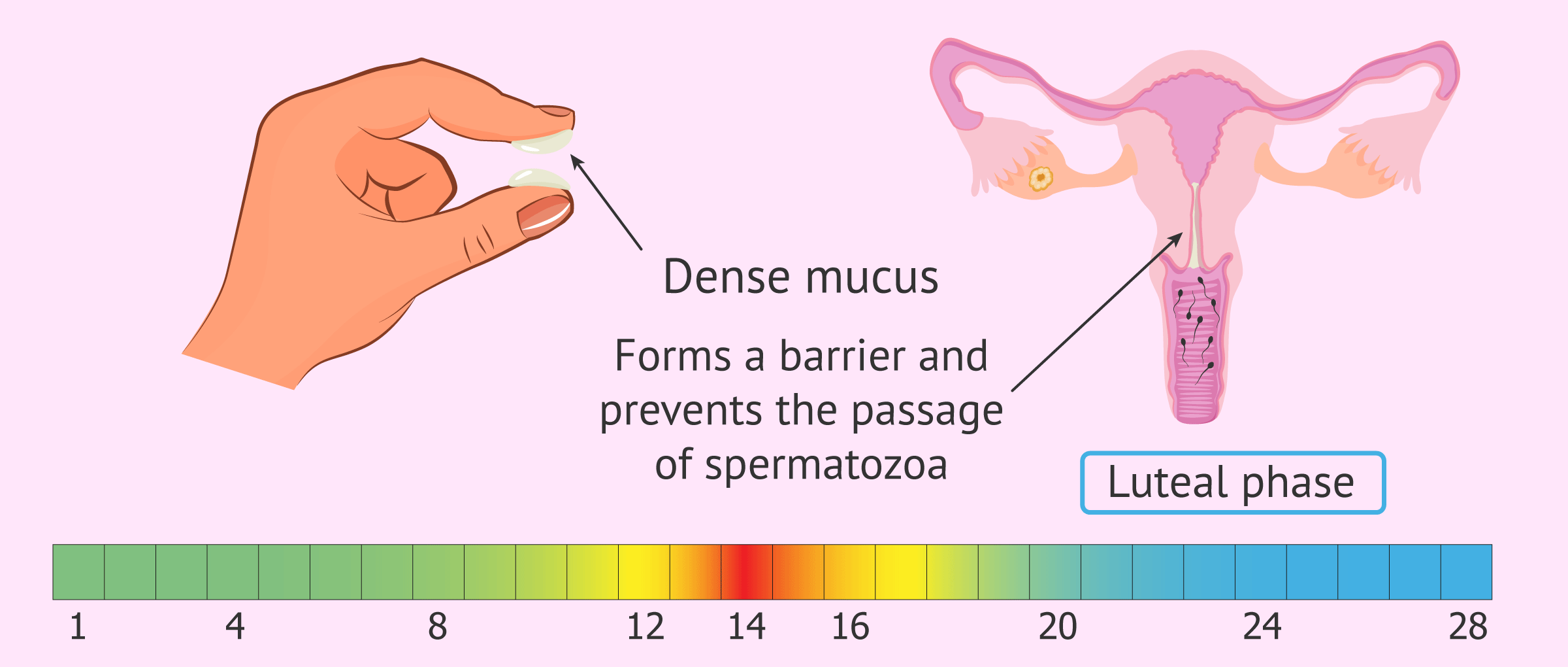 https://www.invitra.com/en/wp-content/uploads/2015/03/cervical-mucus-luteal-phase.png