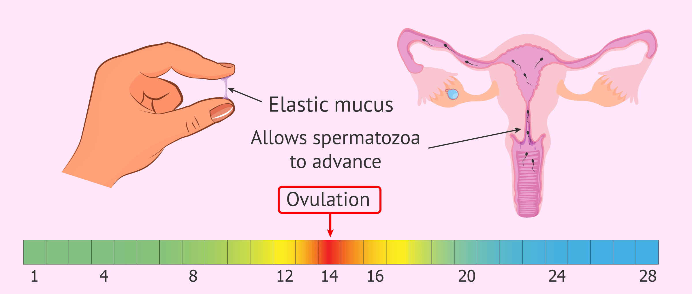 Appearance of the cervical mucus during ovulation