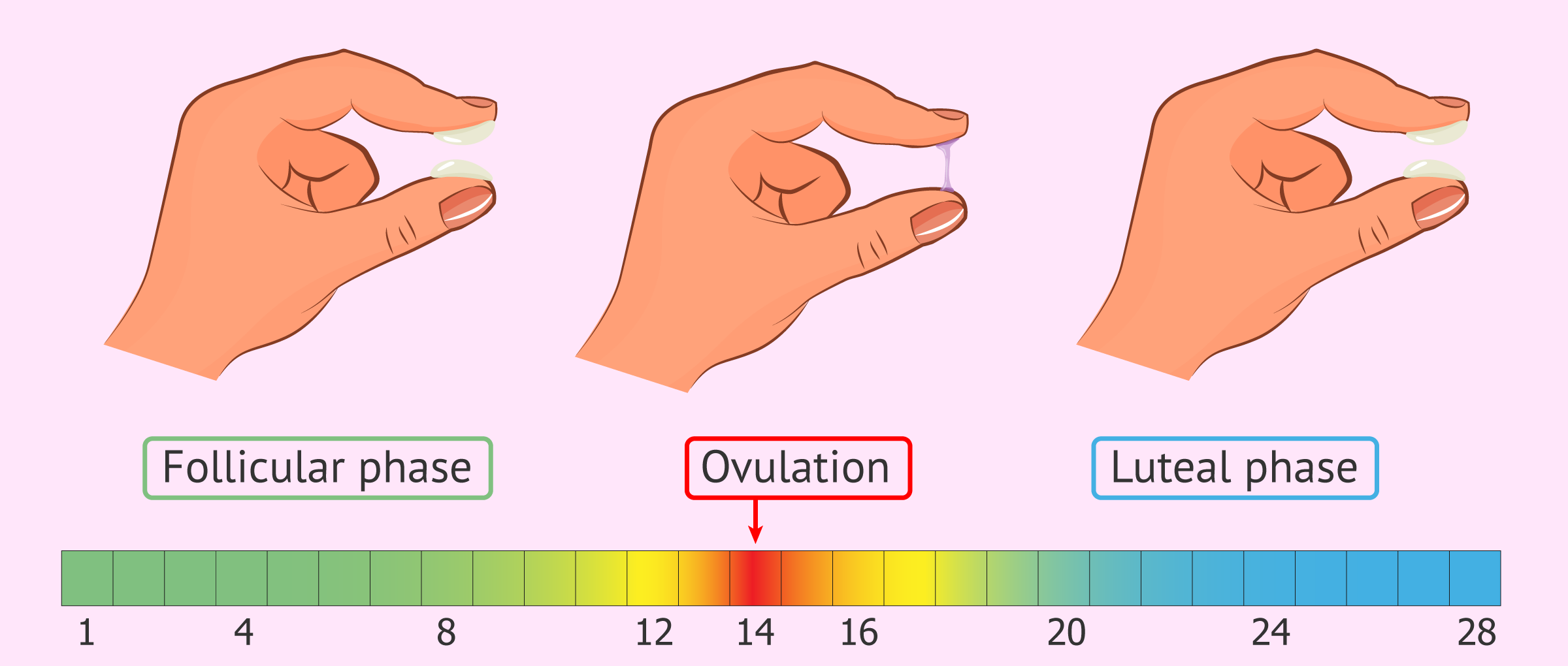 What is the cervical mucus like during ovulation and on fertile days?