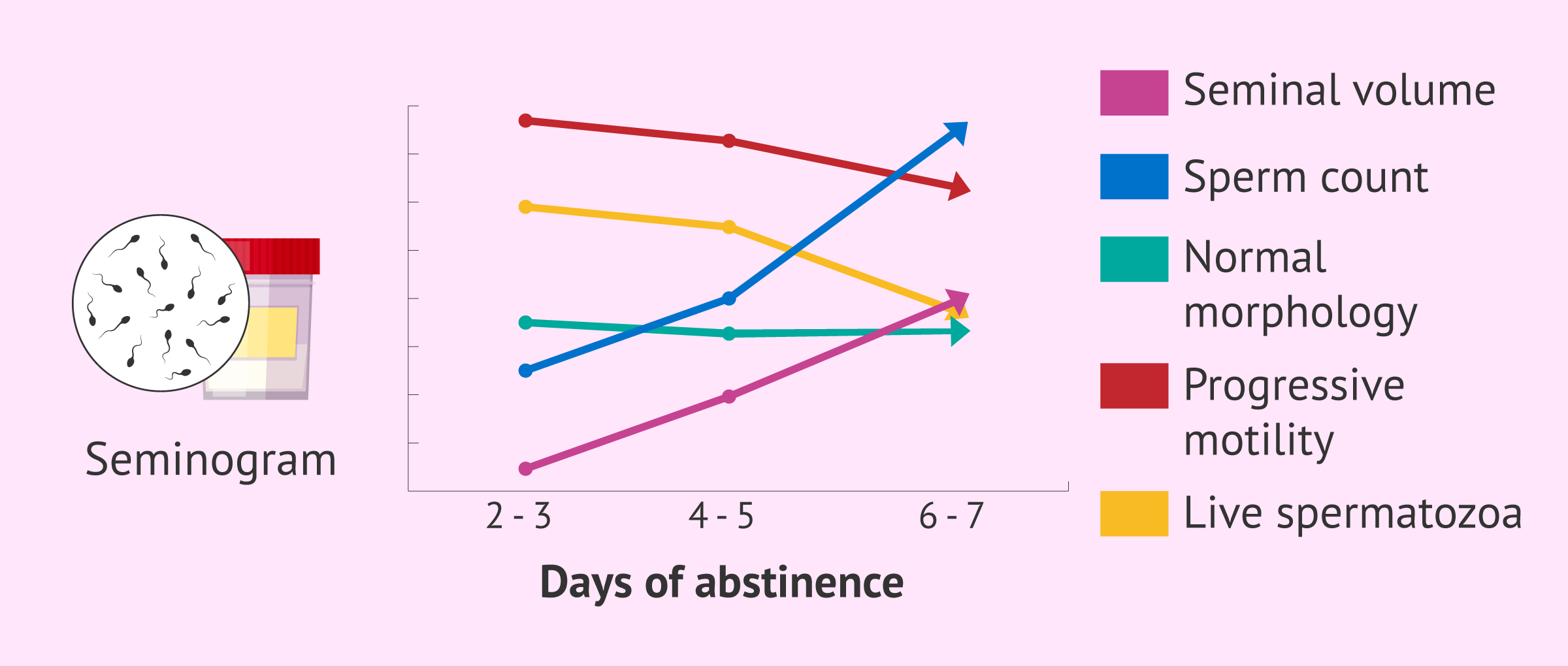 How does sexual abstinence affect sperm quality?