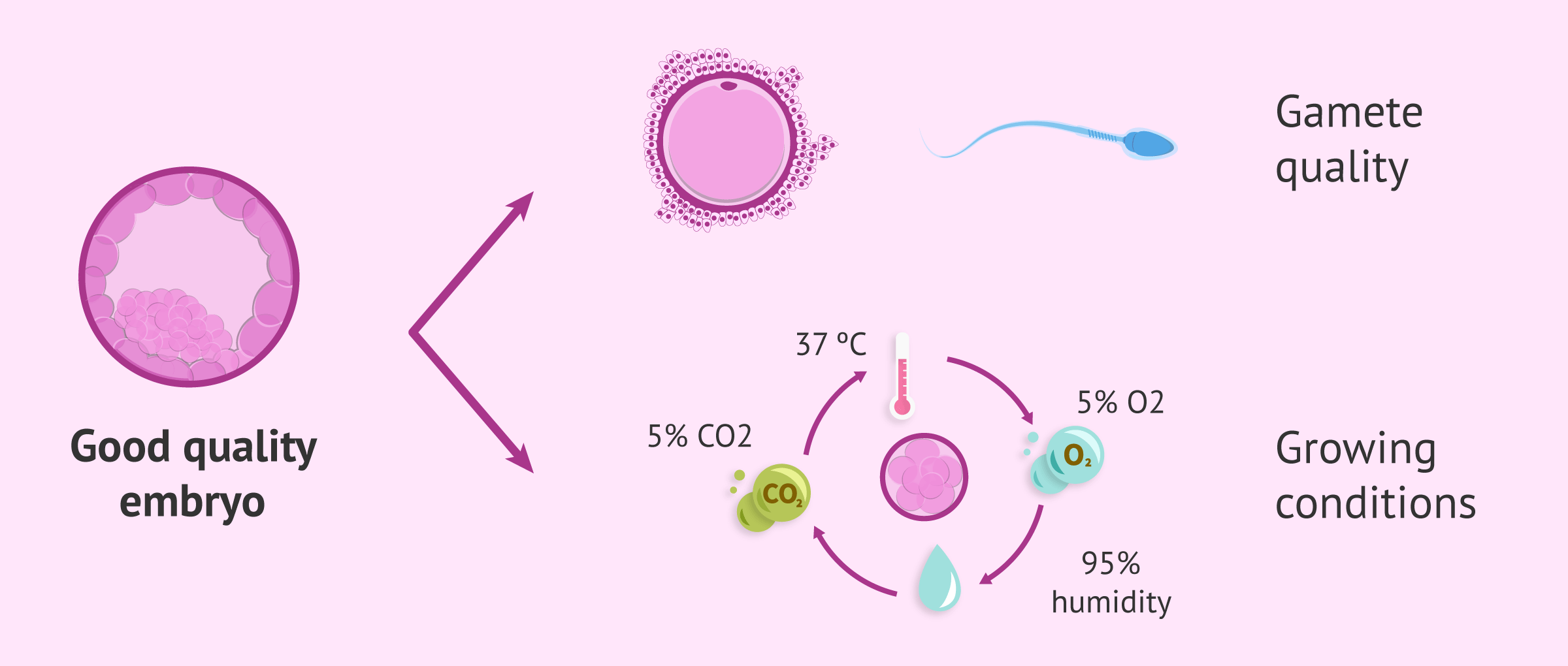 Factors influencing embryo quality