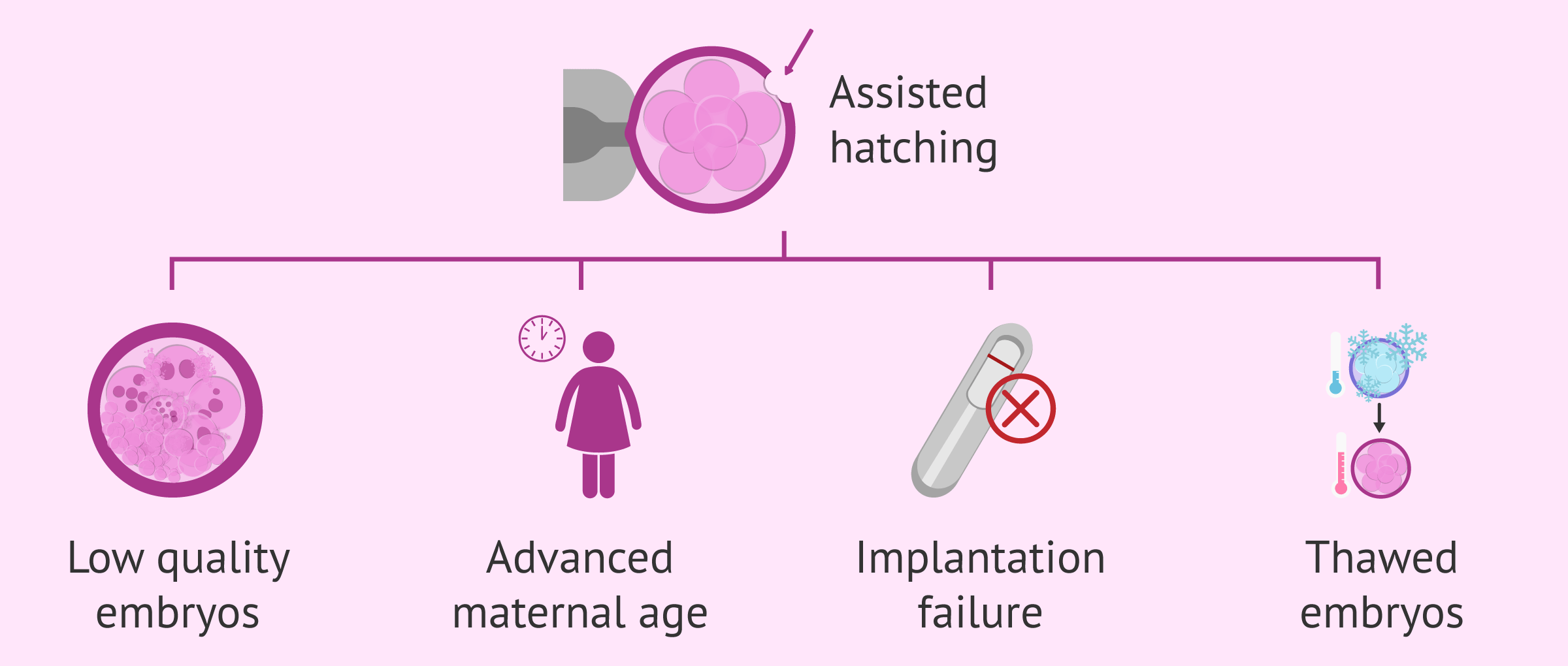 recomendations-hatching-assisted