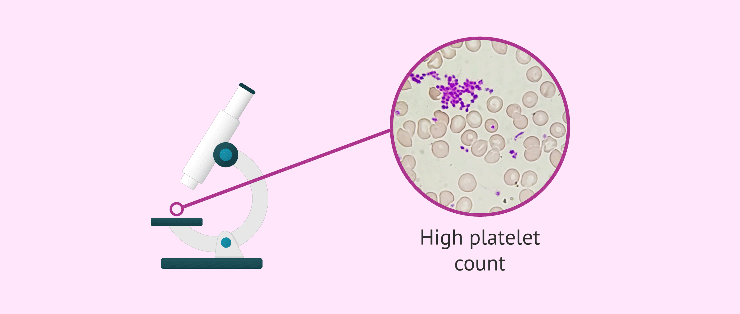 Visualization of platelets under the microscope