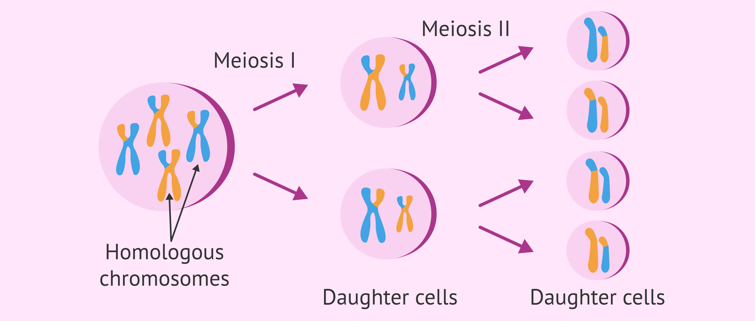 Fertility genetics