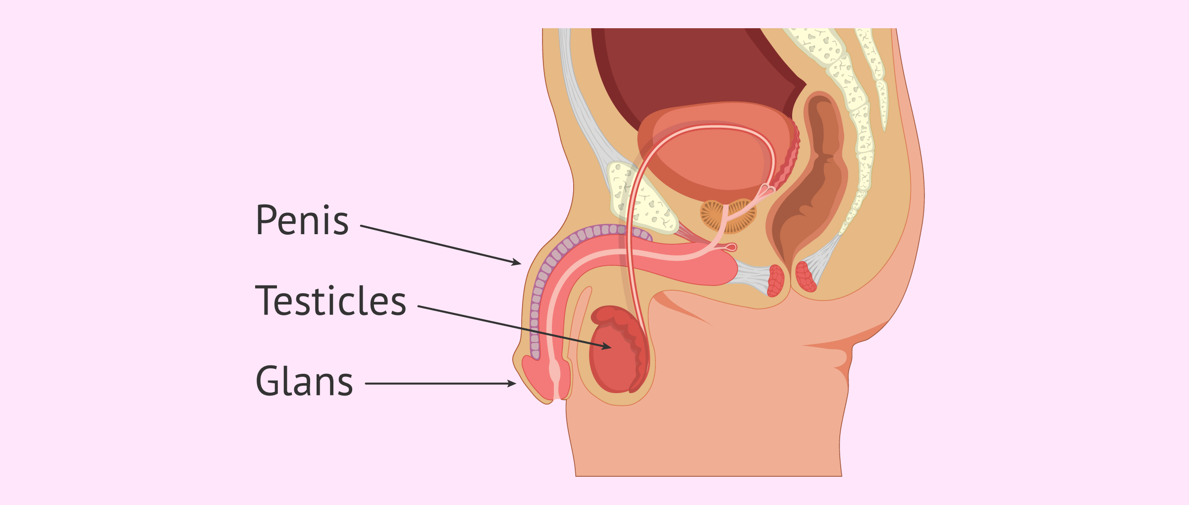 Male fertility