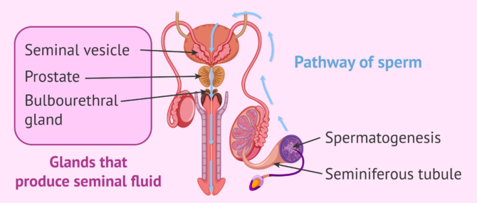 Imagen: Formation of semen
