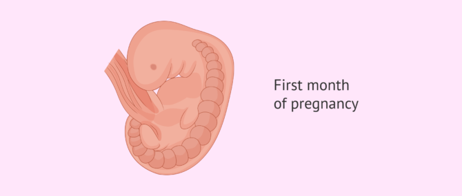 stages of baby in the womb