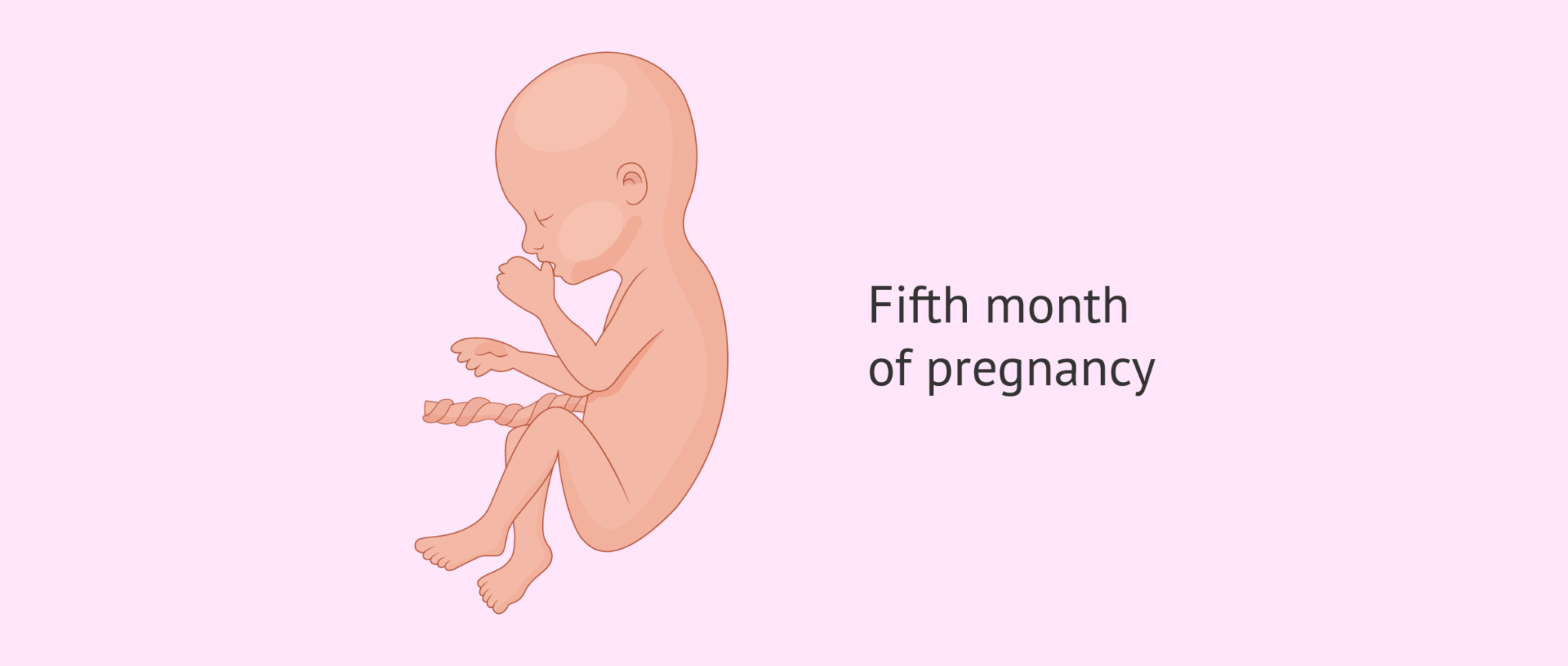 Pregnancy Stages By Month Fetal Development With Pictures Pregnancy Stages By Month Fetal Development With Pictures
