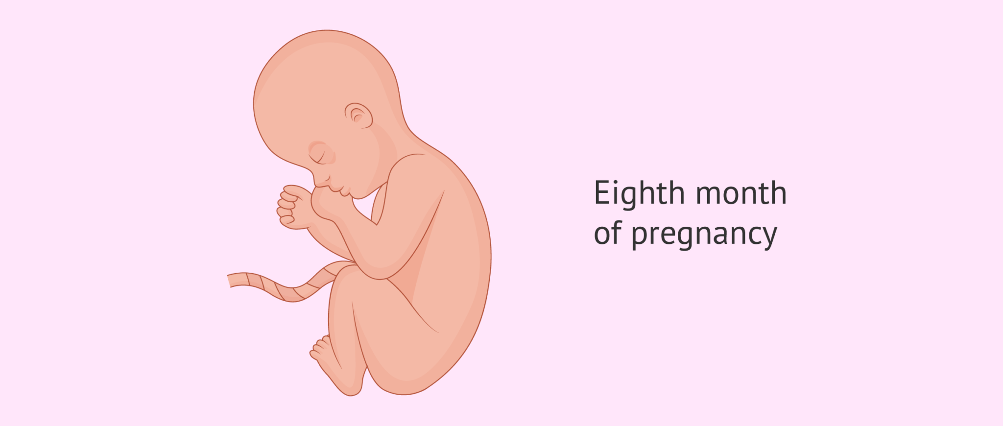 Pregnancy Stages by Month - Fetal Development with Pictures
