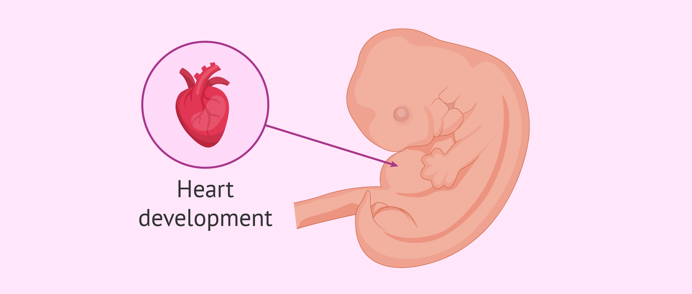 Embryo at 6th week of pregnancy
