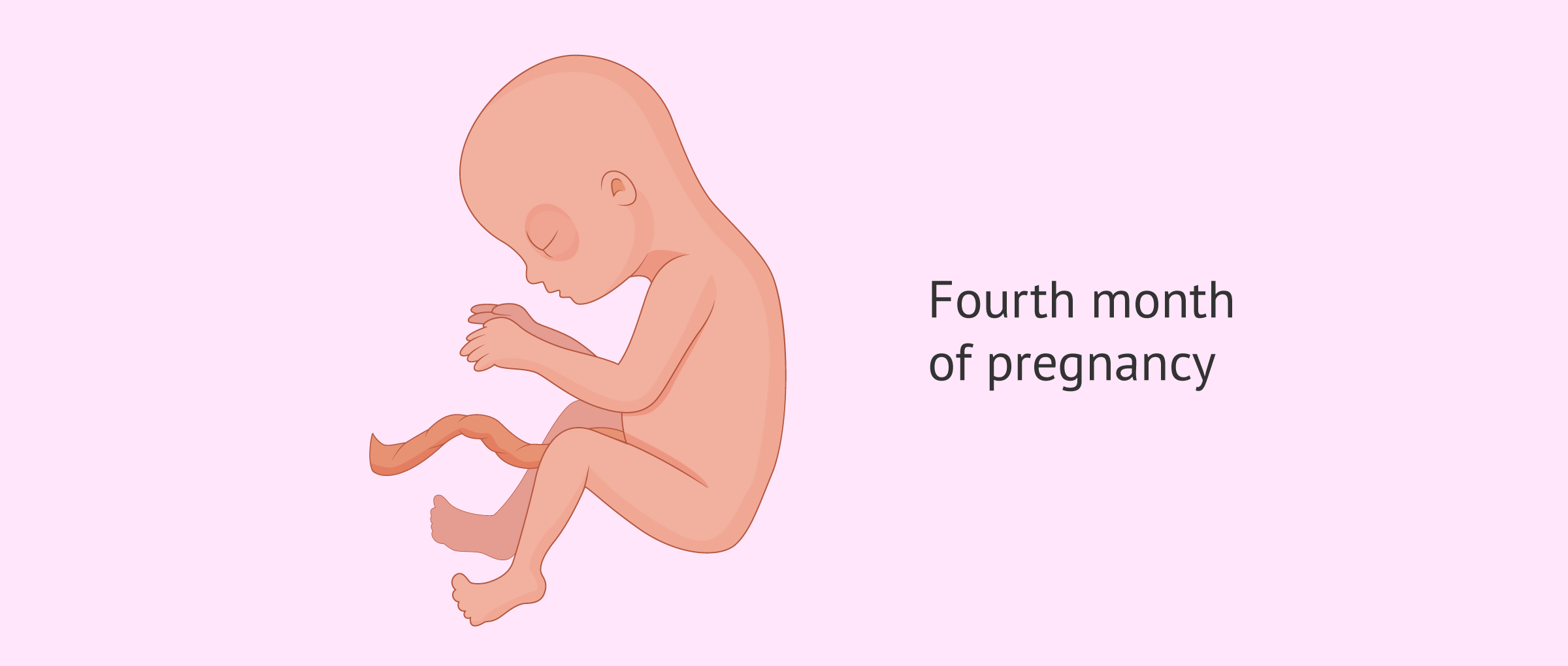 Picture of fetus at 4 months