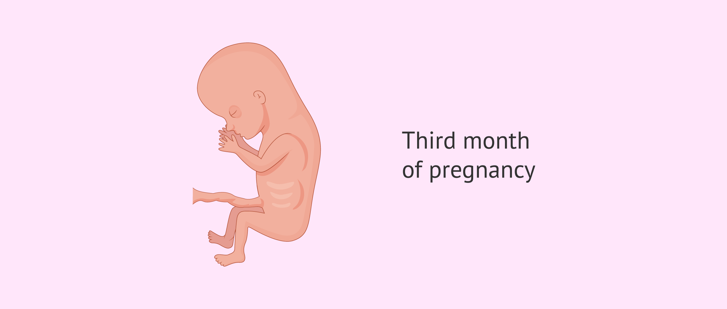 Fetus at third month of pregnancy