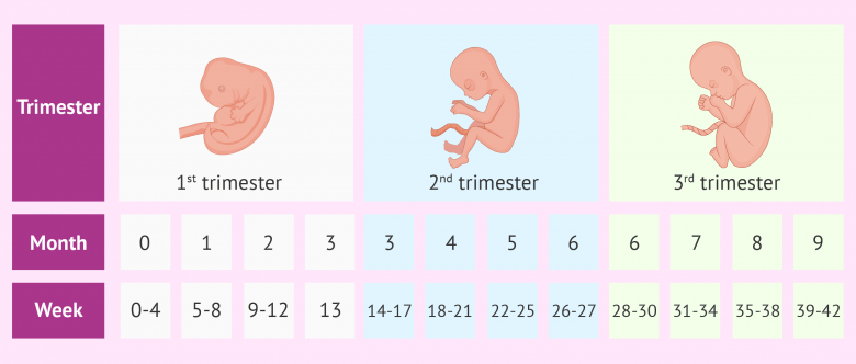 30 Weeks How Many Months Chart