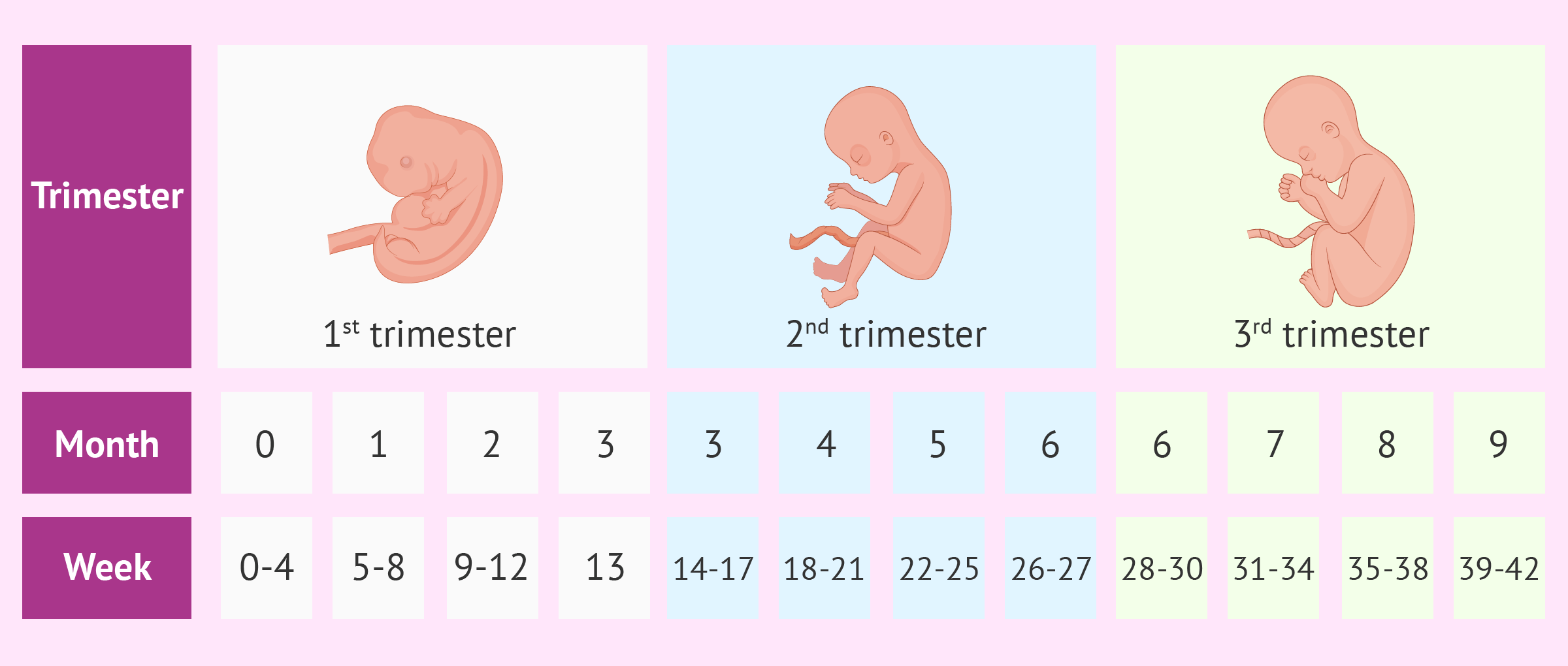 Pregnancy Chart Month By Month