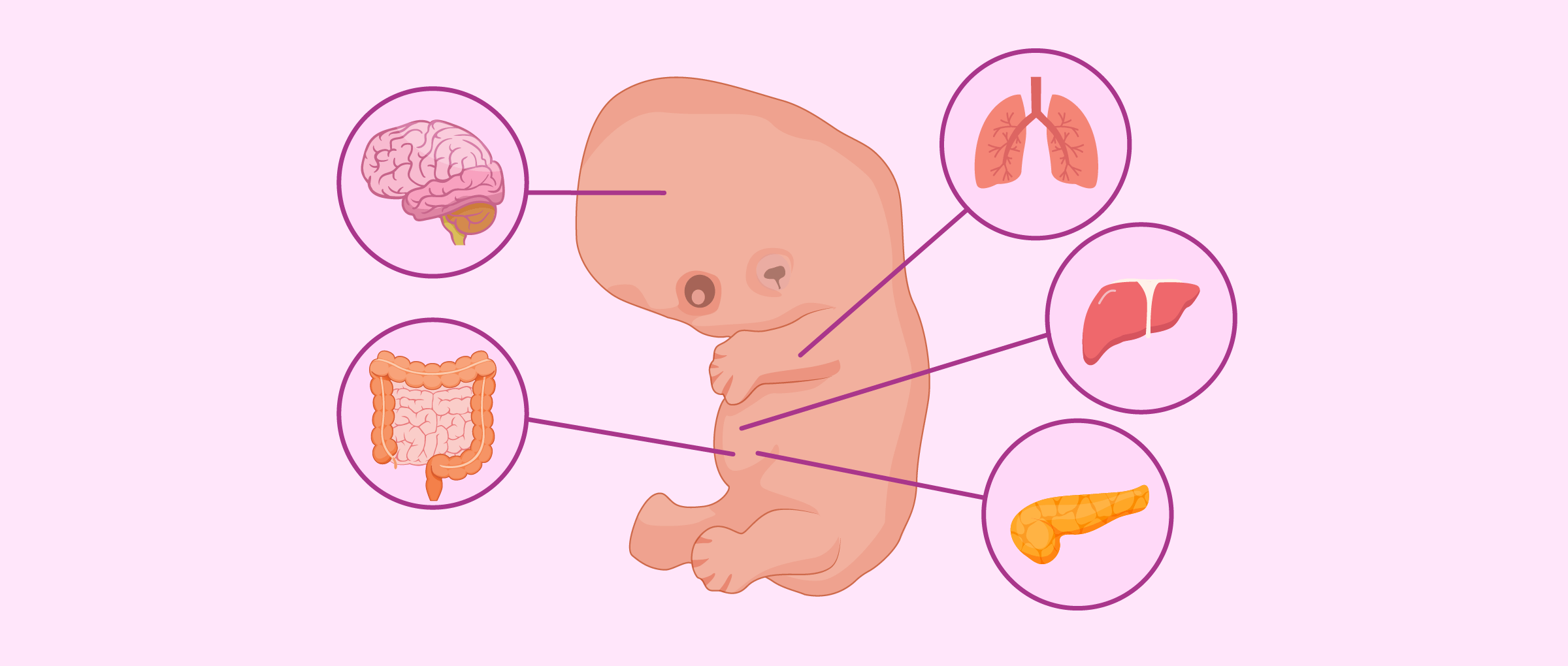 Embryo at 7th week of pregnancy