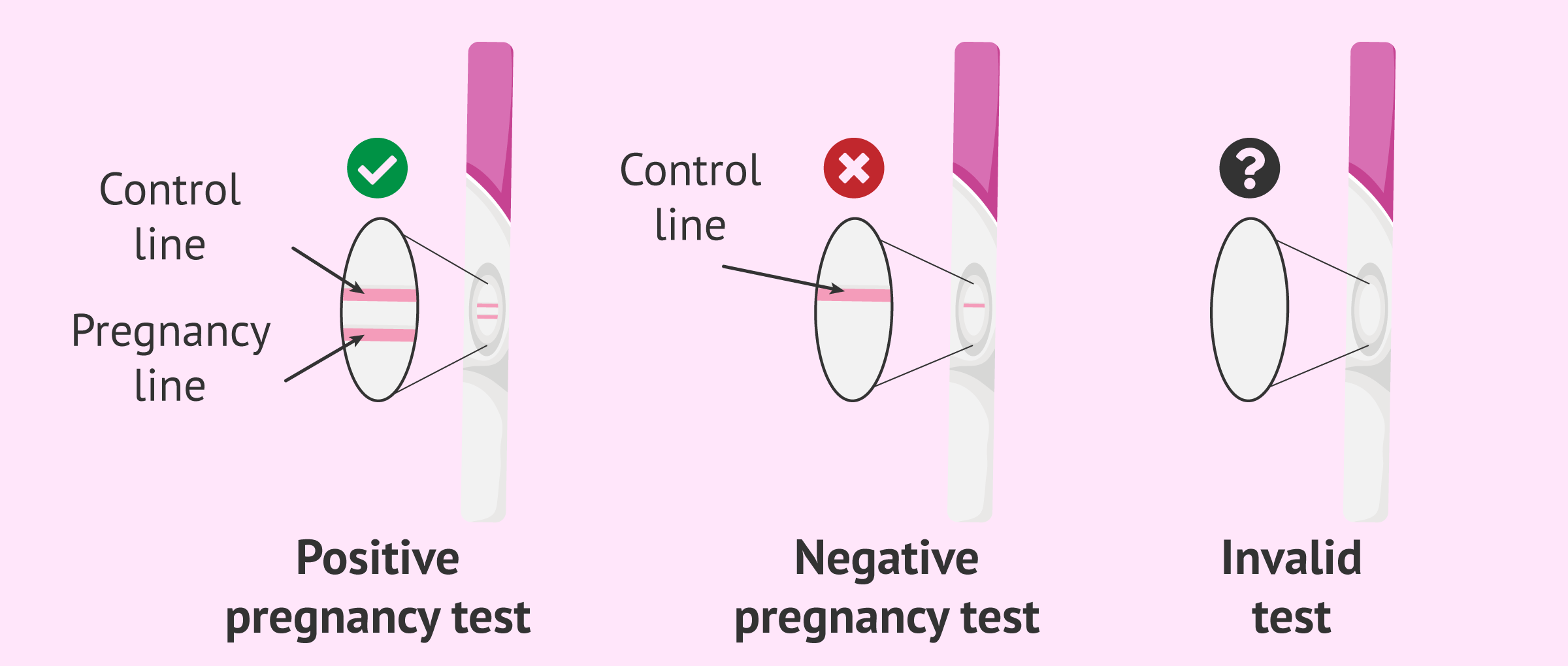 Pregnancy predictor or home pregnancy test