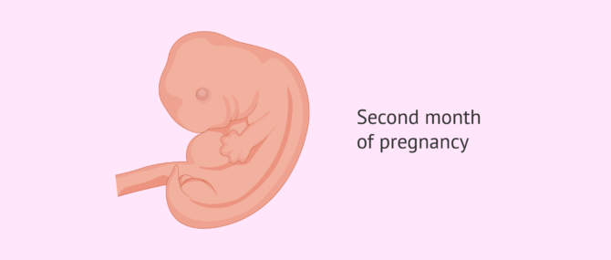 Pregnancy Stages By Month Fetal