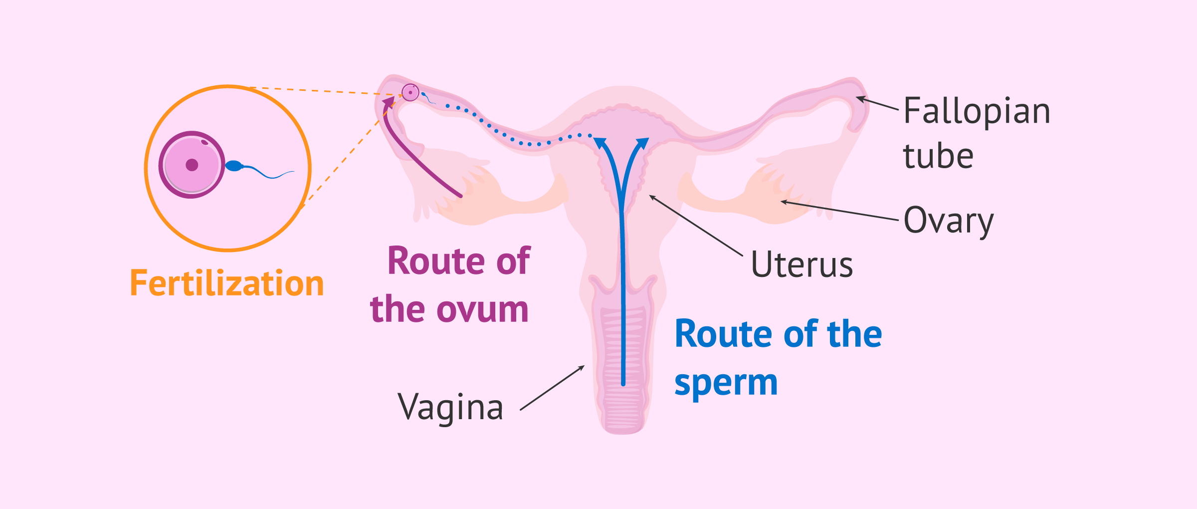 Stages Of Fertilization In Human